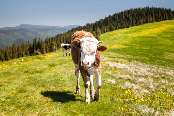 Cath Vaca Loitering no prado de pasto verde — Fotografia de Stock