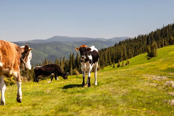 Cow Cath Loitering on Green Pasture Meadow — Stock Photo, Image