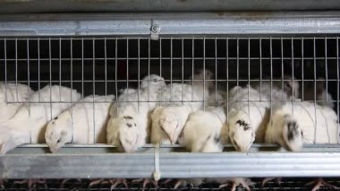 bıldırcınlar kafeslerde tavuk çiftliğinde