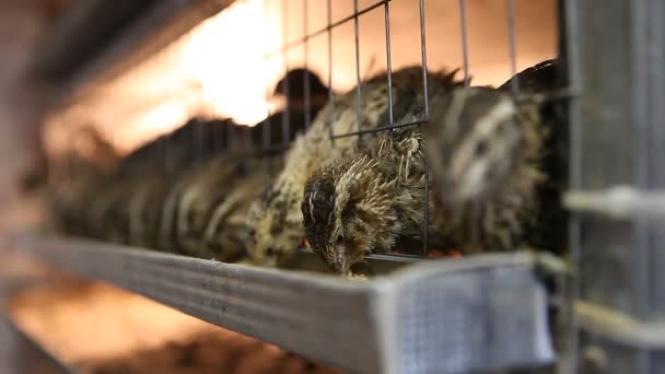 Cailles dans les cages de la ferme avicole — Video