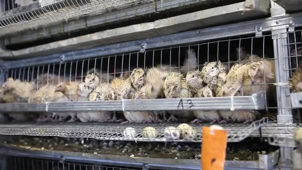 Codornices en jaulas en granja avícola — Vídeo de stock