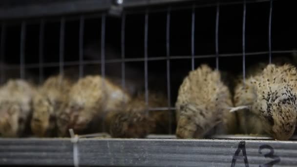 Codornas em gaiolas na granja de aves — Vídeo de Stock