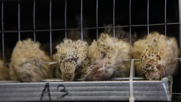 Codornas em gaiolas na granja de aves — Vídeo de Stock