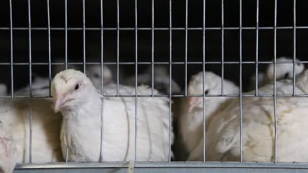 Codornas em gaiolas na granja de aves — Vídeo de Stock