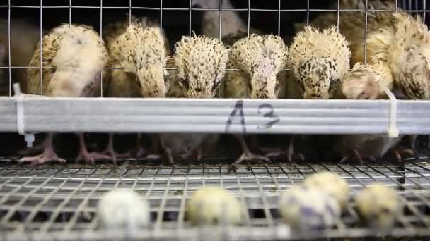 Ovos de codornizes em gaiolas na exploração avícola — Vídeo de Stock