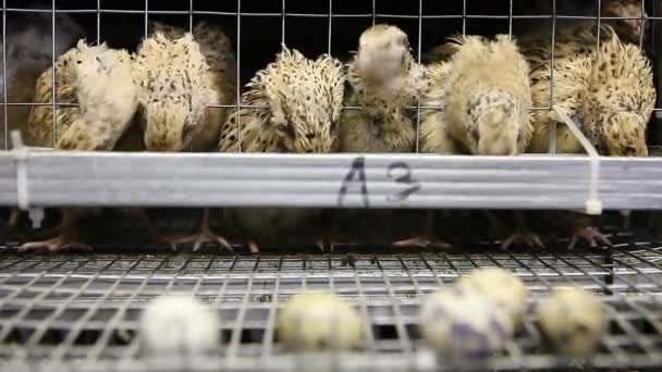 在家禽饲养场在笼子里的鹌鹑 — 图库视频影像