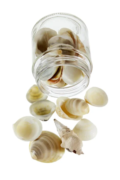 Conchas de mar en tarro de cristal — Foto de Stock