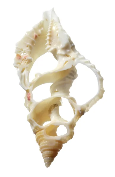 Conch skal — Stockfoto