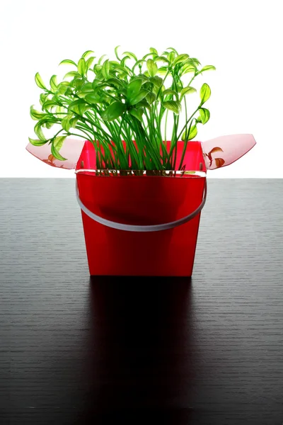 Jeunes plantes dans une boîte en plastique — Photo