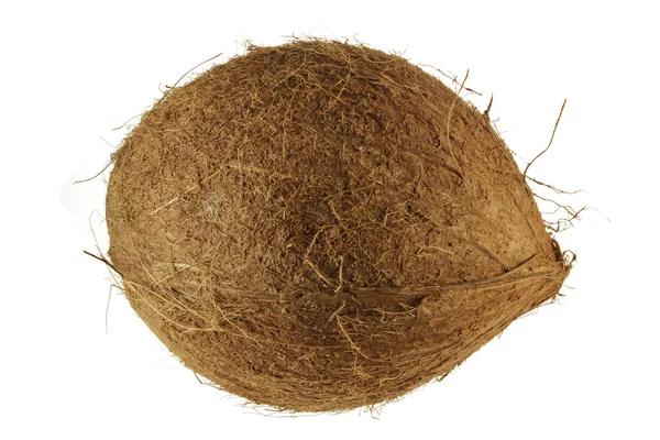 A Whole Coconut — Stock Photo, Image