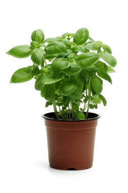 Beyaz Arkaplanda Basil Bitkisi