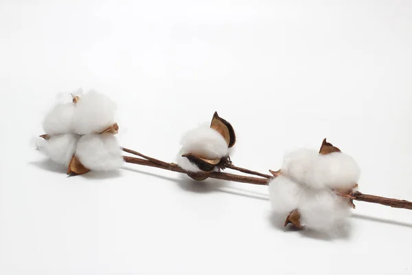 Cotton Flowers White Background — Stock Photo, Image