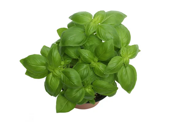 Basil Plant White Background — Stock Photo, Image