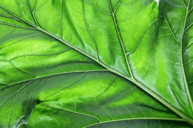 Bear's pantolon yaprak