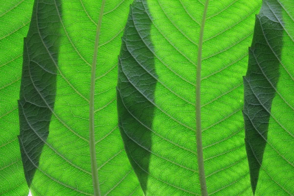 Folhas de freixo — Fotografia de Stock