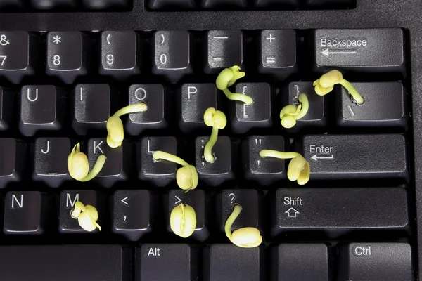 Young Shoots on Keyboard — Stock Photo, Image