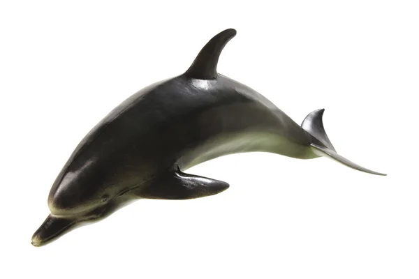 Dolphin — Stock Photo, Image