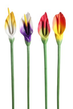 Calla zambak