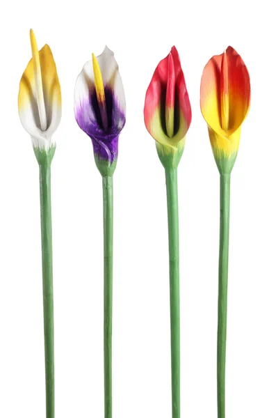 Calla lelies — Stockfoto