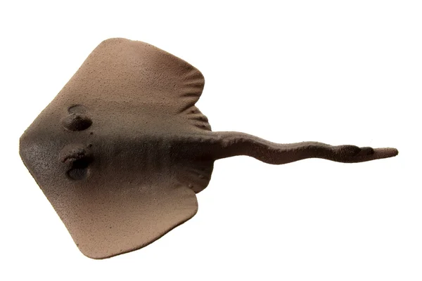 Brinquedo de borracha Stingray — Fotografia de Stock