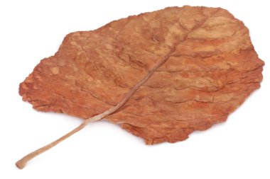 Kuru tütün yaprakları