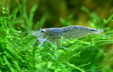 Yamato karides java moss üzerinde