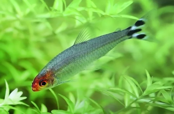 Rummy nose tetra — Stock Photo, Image