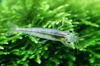 Yamato karides java moss üzerinde