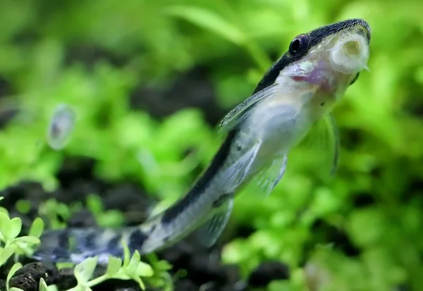 Otocinclus v osadník akvárium — Stock fotografie