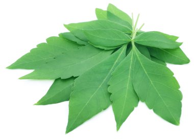 Vitex Negundo or Medicinal Nishinda leaves  clipart