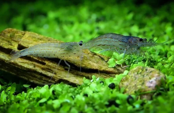 Primer plano de los camarones Yamato —  Fotos de Stock