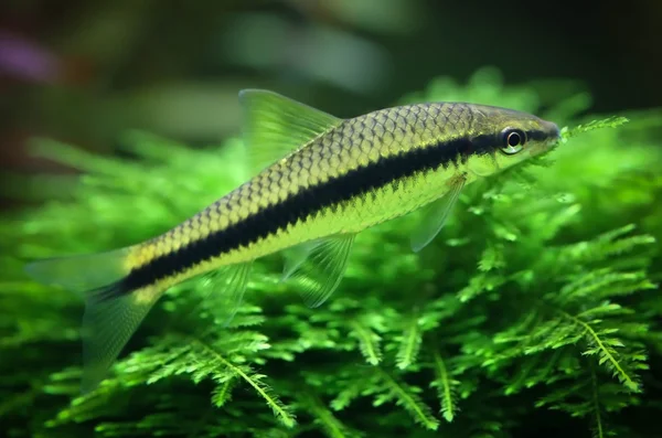 Siamese algae eater — Stock Photo, Image