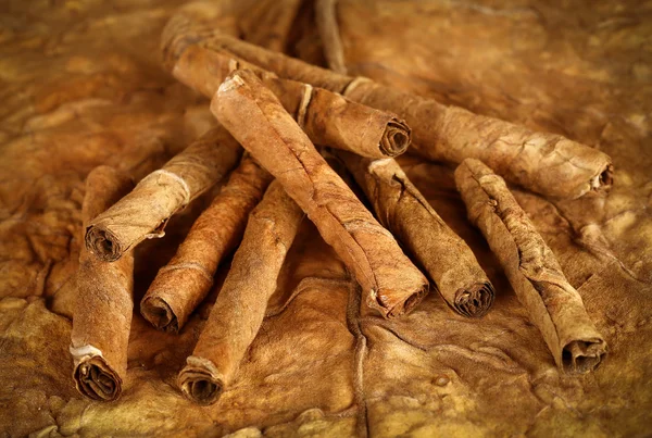 Rolled dry tobacco leaves — Stock Photo, Image