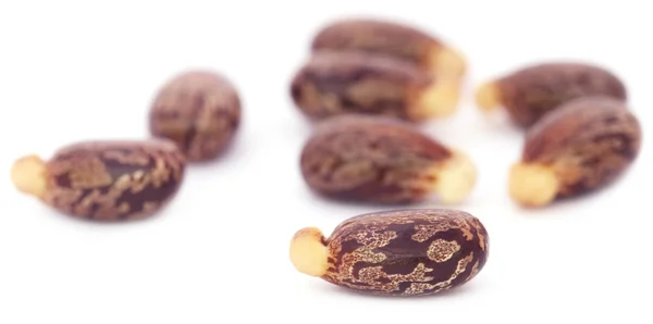 Primer plano de Castor beans — Foto de Stock