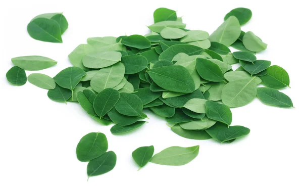 Primo piano delle foglie di Moringa — Foto Stock