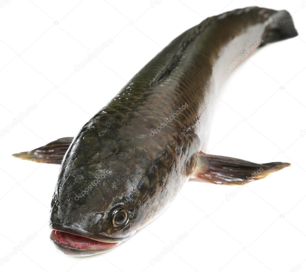 Channa marulius or Giant Snakehead — Stock Photo © bdspn74 #103540906