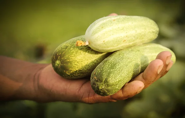 Close up of Fresh cucumber — Stock Photo, Image