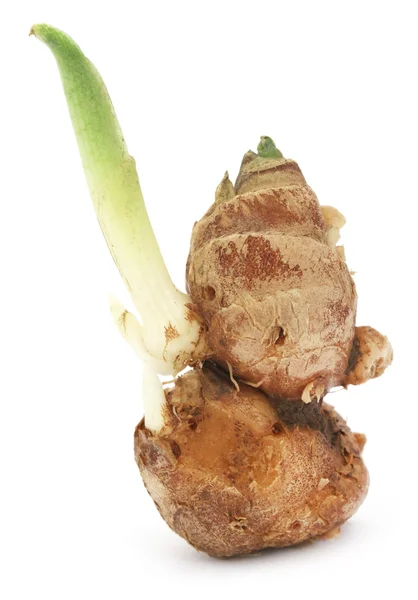 Kaempferia galanga known as aromatic ginger — Stock Photo, Image