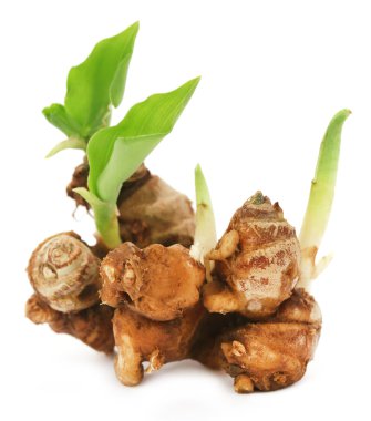 Aromatik zencefil bilinen Kaempferia galanga