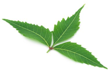 Tıbbi neem yaprağı