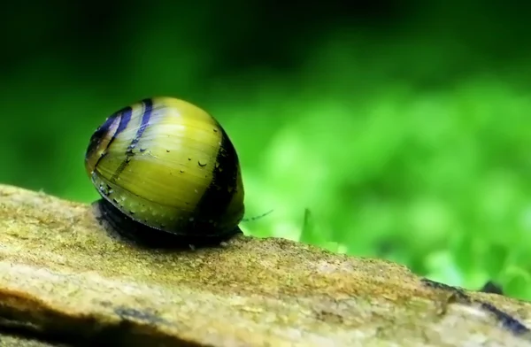 大黄蜂蜂蜗牛 — 图库照片