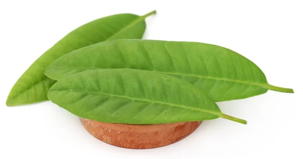 Chiodi di garofano foglie su sfondo bianco — Foto Stock