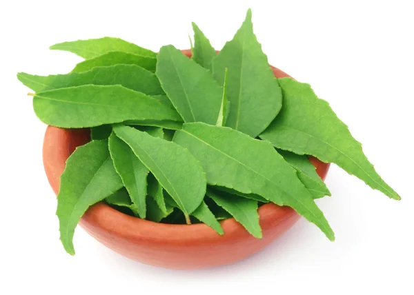 Gros plan sur Curry Leaves — Photo