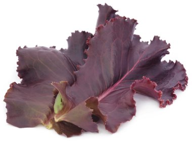 taze marul yakın çekim