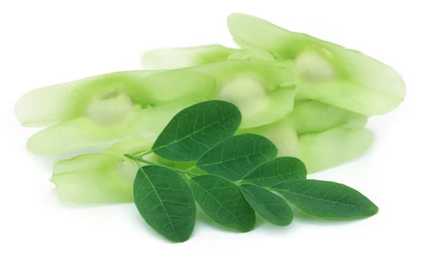 Moringa zaden met bladeren — Stockfoto