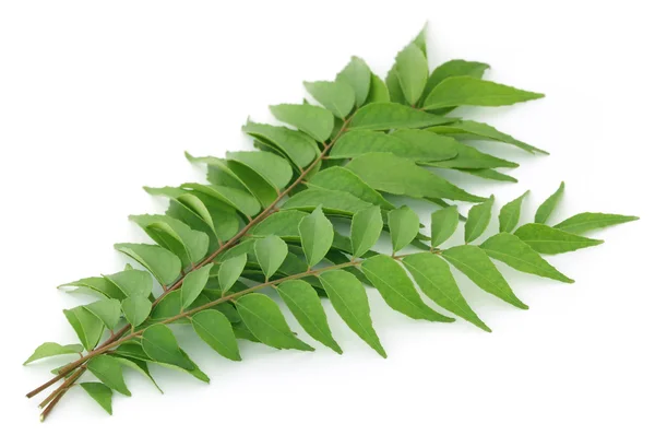 Gros plan sur Curry Leaves — Photo