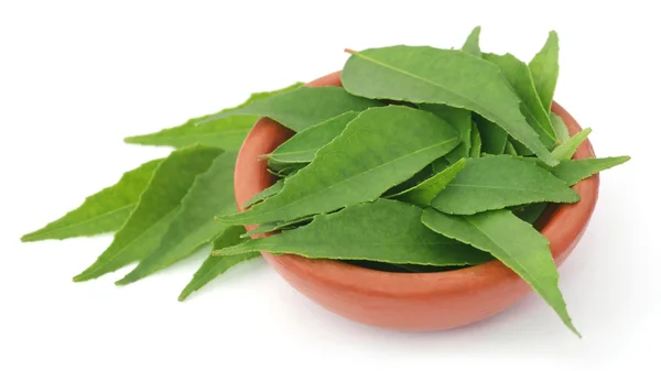 Gros plan sur Curry Leaves — Photo