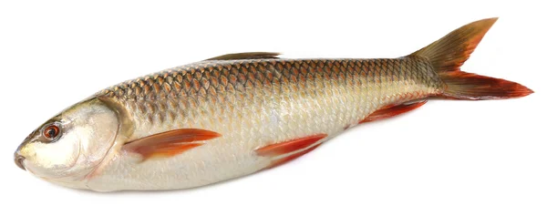 Popular Rohu or Rohit fish of Indian subcontinent — Stock Photo, Image