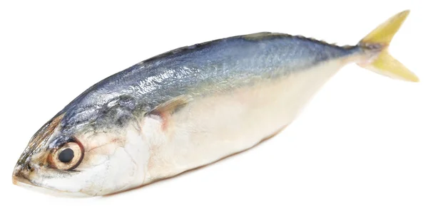 Nahaufnahme von Thunfisch — Stockfoto