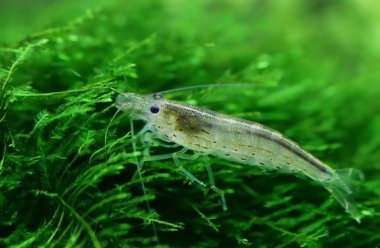 Yamato karides java moss üzerinde